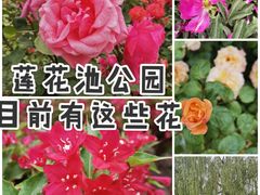 -莲花池公园