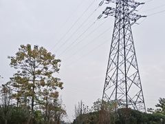 -王借岗森林公园