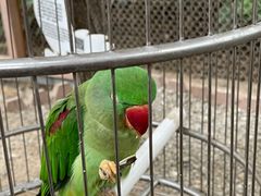 -南宫五洲植物乐园