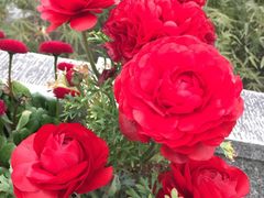 -大宁郁金香公园-停车场