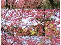 -昆明动物园