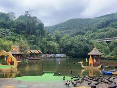 -西双版纳原始森林公园