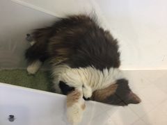 -猫冇咖·家门口的撸猫馆(大融城店)