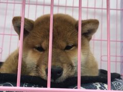 -中环花鸟鱼虫市场