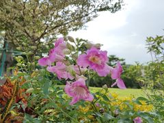 -东莞植物园