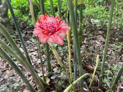 -中国科学院西双版纳热带植物园