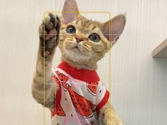 -momokira米努特·德文卷毛猫·棉花面纱犬