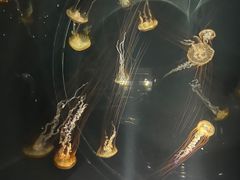 -大阪海游馆