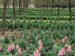 -天适樱花悠乐园