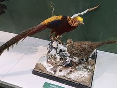 -国家自然博物馆