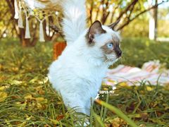 -超宠爱宠物摄影-Super pet