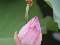 -荔湾湖公园