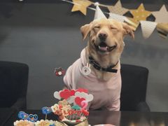 -百好乐宠物友好餐厅(朝外大街店)