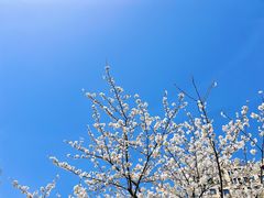 -高东镇樱花园