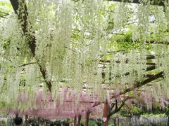 -嘉定紫藤园
