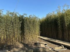 -龙大花卉苗木市场