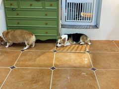 -柯斗斗主题餐厅·狗咖·围炉煮茶·茶饮(国瑞升平里店)