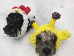 -Oh My Dog宠物沙龙(伊珊娜皮毛护理店)