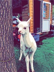 -萌宠亲子动物乐园(槐房万达店)