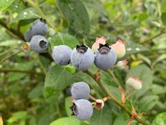 -金谷域澳洲庄园