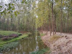 -合肥滨湖国家森林公园