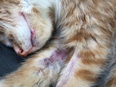 -米苏动物医院·犬猫专科·骨科外科内窥镜