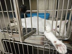 -宠颐生宠物医院·骨外科·犬猫全科诊疗中心(池州店)