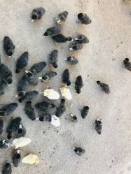 -萌宠亲子动物乐园(槐房万达店)