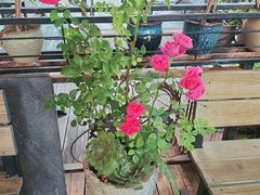 -福照楼汽锅鸡·云南菜(万达广场店)