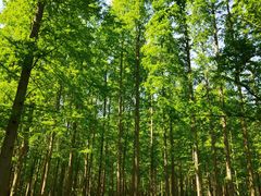 -黄海国家森林公园