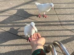-磁器口古镇