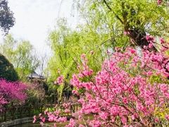 -南汇桃花村