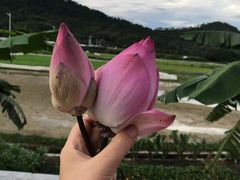 -艾米稻香小镇