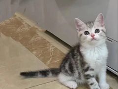 -萌宠之家·腊肠犬·马尔泰·小体犬舍