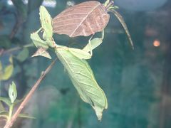 -上海大自然野生昆虫馆(东方明珠·爬宠昆虫探索中心)