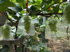 -马陆小张葡萄园农家乐