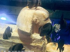 -大连圣亚海洋世界