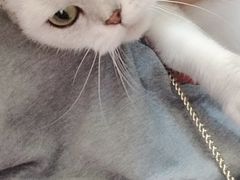 -李小姐の猫咖啡馆(五角场店)