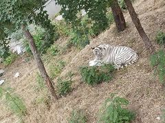 -石家庄市动物园