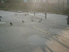 -胜华驾校·小猫学车(银都店)