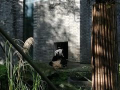 -都江堰中华大熊猫苑