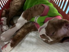 -纳吉亚猫专科动物诊疗中心(蒋宅口分院)