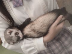 -藦茜花园宠物主题亲子互动体验馆(国顺东路店)