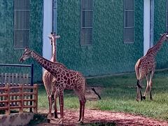 -鄂尔多斯野生动物园