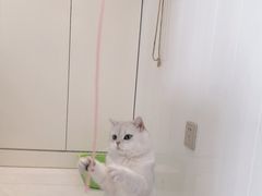 -关爱宠物医院·猫科中心·消化科(滨湖万达分院)