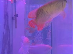 -苏州艺都古玩花鸟市场