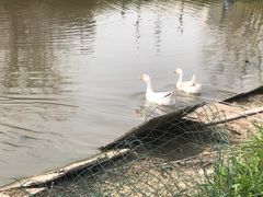-南汇桃花村