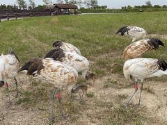 -盐城丹顶鹤湿地生态旅游区