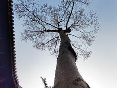 -秋霞圃