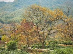 -塔川景区